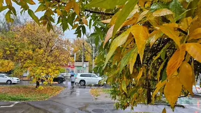 Мобилограф показал красочную осень Петропавловска, фото - Новости Zakon.kz от 16.10.2023 09:41