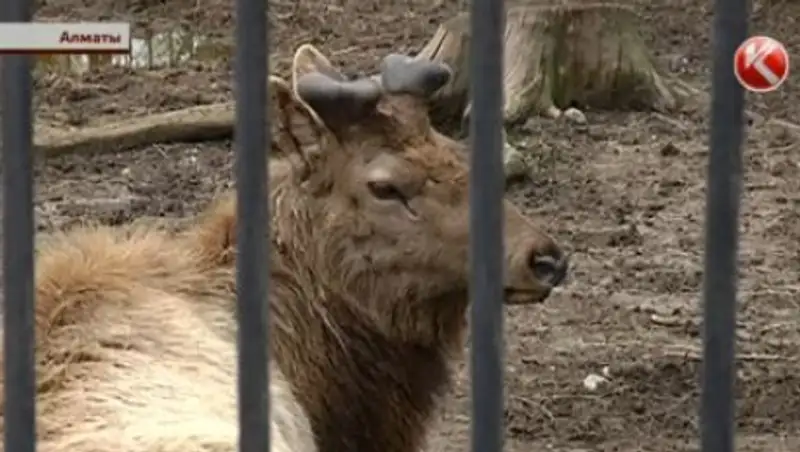Неизвестные хотят убить животных в алматинском зоопарке