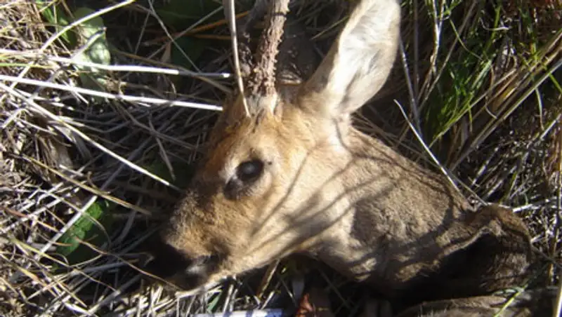 Очередной факт браконьерства выявлен в Северо-Казахстанской области, фото - Новости Zakon.kz от 12.11.2013 19:40