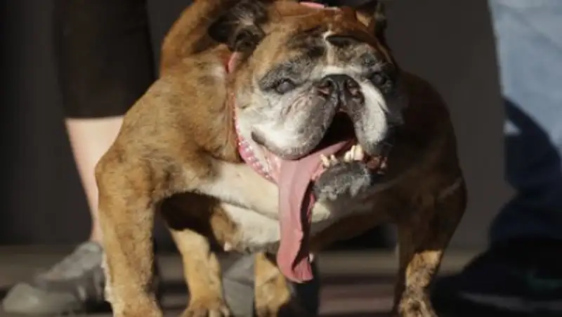 Названа самая уродливая собака в мире
