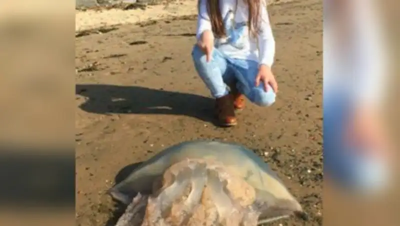 Жители Уэльса ищут объяснение массовому суициду гигантских медуз