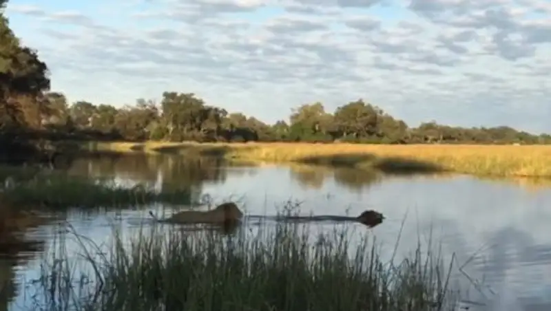 В Сети показали схватку двух львов с крокодилом