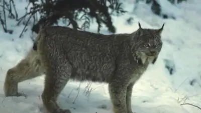 hisor.uz, фото - Новости Zakon.kz от 07.11.2019 16:10