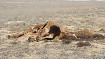 lada.kz, фото - Новости Zakon.kz от 15.02.2018 09:41