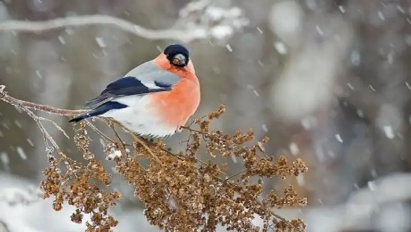 24 февраля в Казахстане сохранится неустойчивая погода