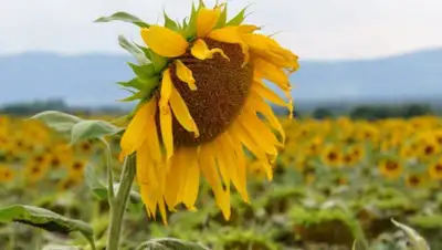 Pixnio, фото - Новости Zakon.kz от 18.07.2019 09:06