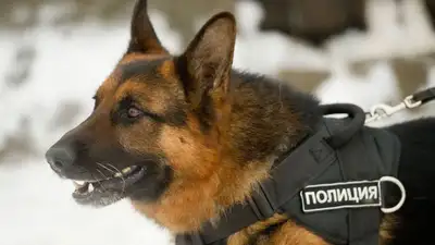 Сколько собак служат в казахстанской полиции, фото - Новости Zakon.kz от 02.03.2023 11:18
