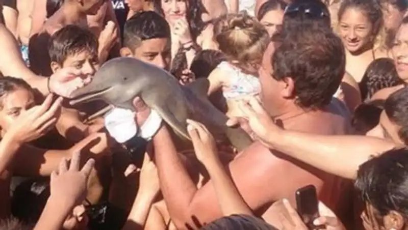 В Испании любители селфи замучили до смерти детеныша дельфина