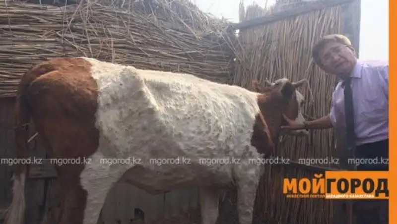 В Атырау опасаются повторной вспышки нодулярного дерматита