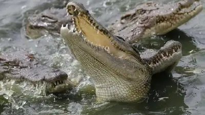 Zakon.kz, фото - Новости Zakon.kz от 20.03.2017 00:54