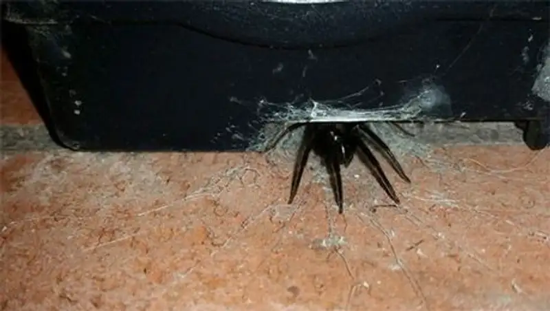 Пауки-каннибалы заполонили улицы британских городов