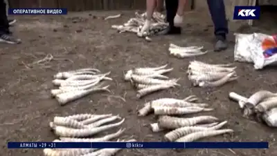 Кадр из видео, фото - Новости Zakon.kz от 22.08.2020 01:17