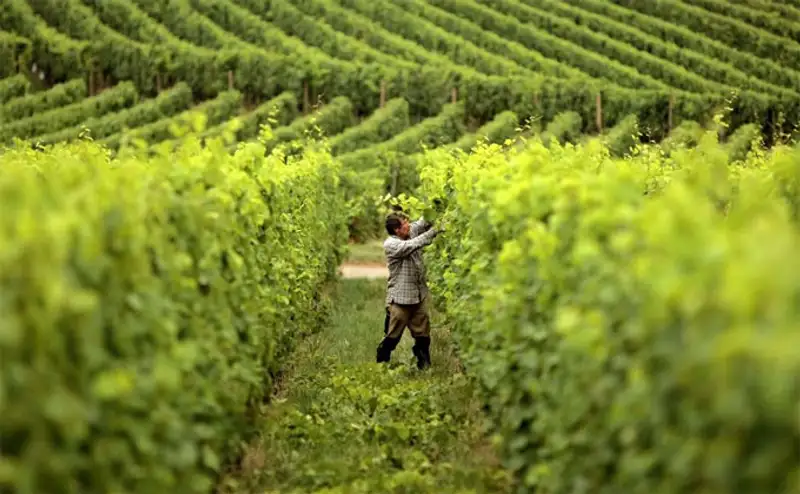 Урожай 2013, фото - Новости Zakon.kz от 07.11.2013 19:46