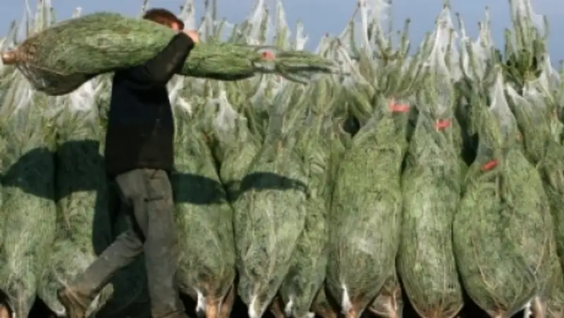 В Павлодаре началась торговля новогодними елками из России