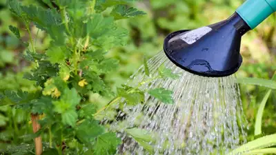 Отдельный тариф для экономящих воду фермеров предлагает ввести МСХ РК, фото - Новости Zakon.kz от 04.07.2023 11:19