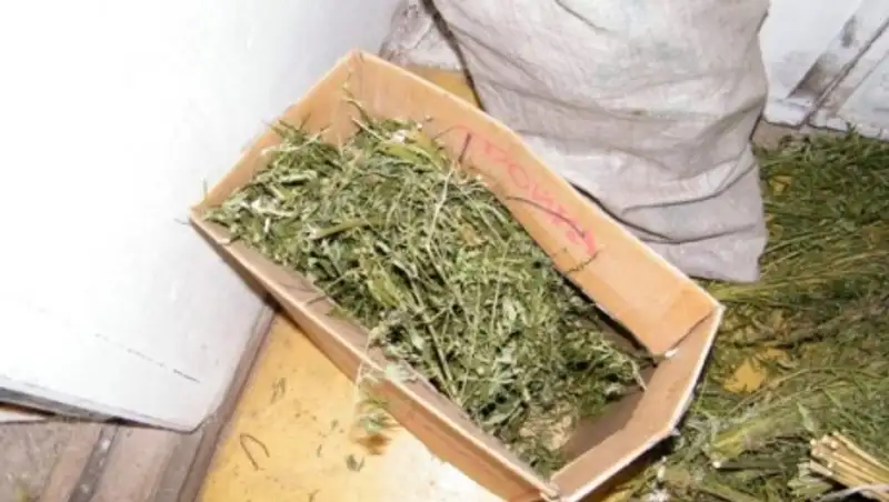 В Жамбылской области наркодилеры прячут наркотики в мусоре и цветочных клумбах