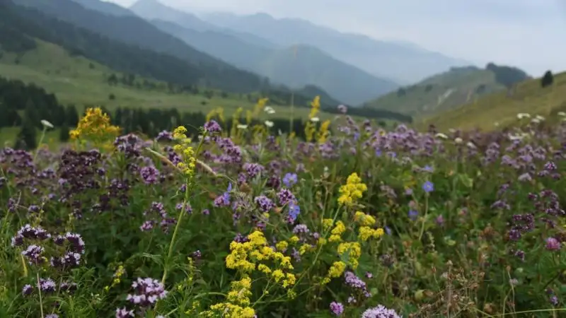 У казахстанской природы появится еще один закон