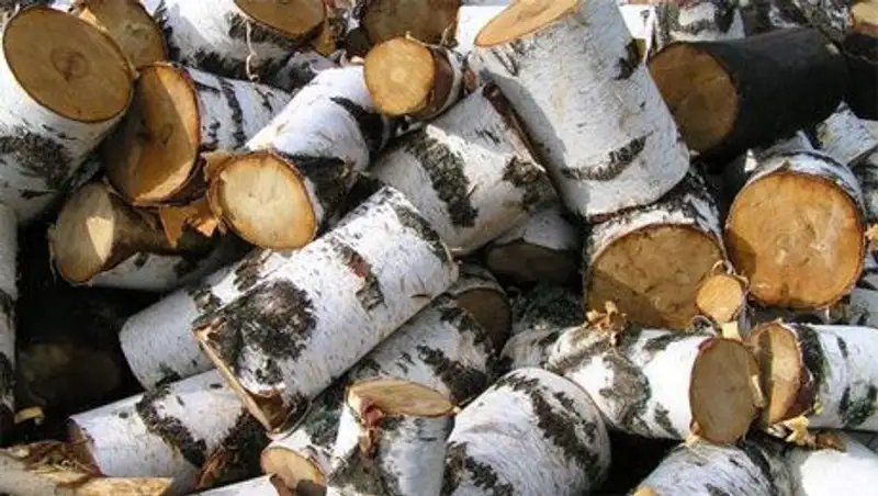 С начала года в СКО выявлено 11 фактов незаконной порубки леса