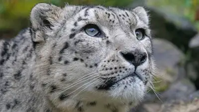 Pixabay, фото - Новости Zakon.kz от 15.01.2020 00:00