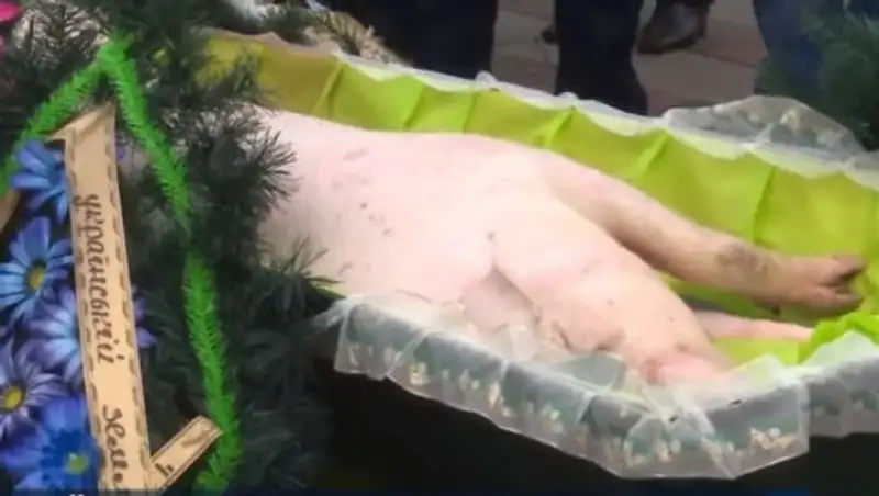 К зданию Верховной рады принесли свинью в гробу