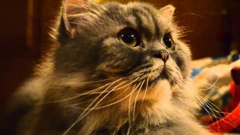 Житель Новосибирска решился на незаконный переход границы из-за кота