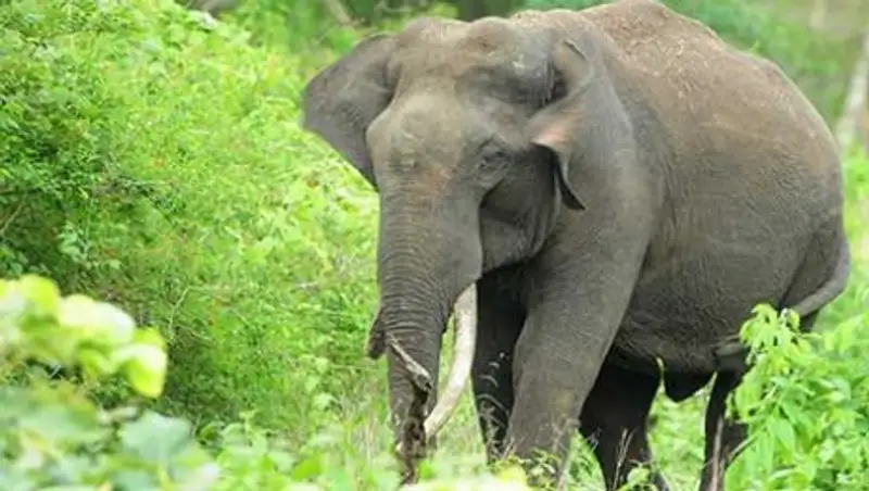 В Индии слон растоптал пьяного любителя селфи