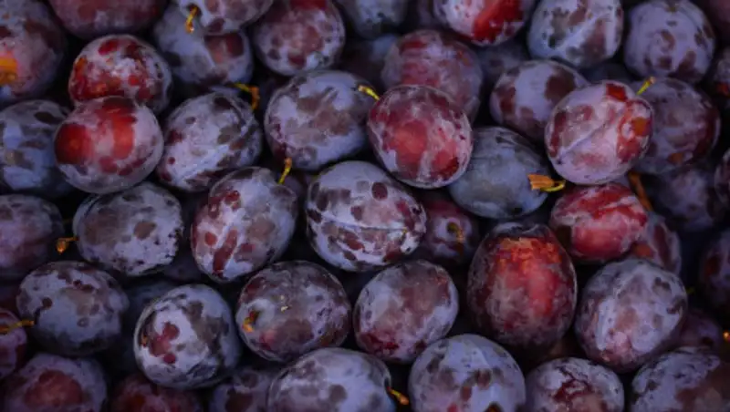 В Казахстане запретили ввозить сливы из Узбекистана