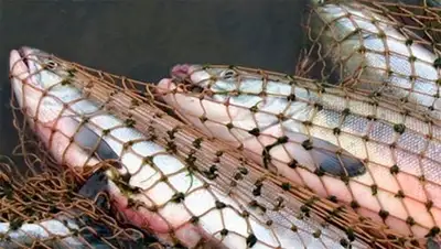 улов браконьеров, фото - Новости Zakon.kz от 21.10.2013 15:37