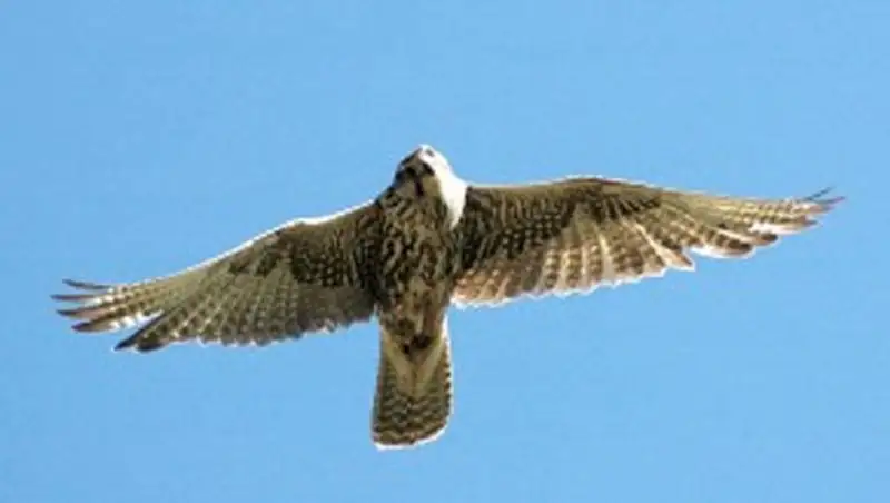 Пограничники задержали двух казахстанцев за ловлю редких птиц, фото - Новости Zakon.kz от 15.11.2013 18:52