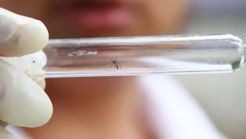 СМИ: вирус Зика может жить в органах, слабо защищенных иммуннитетом