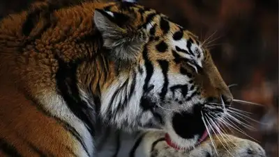 Zakon.kz, фото - Новости Zakon.kz от 19.10.2016 13:40