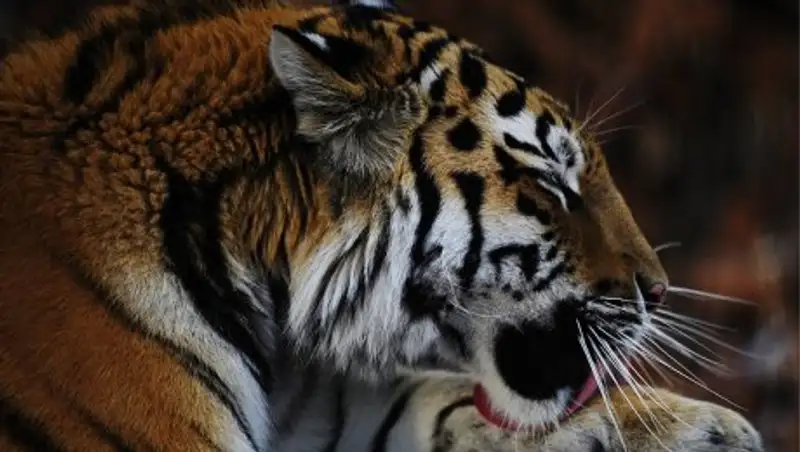 Амурского тигра ищут у жилых кварталов Владивостока