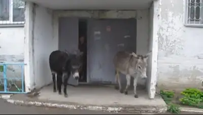 Zakon.kz, фото - Новости Zakon.kz от 27.04.2016 20:51