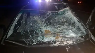 Водитель сбил верблюда в Атырауской области, фото - Новости Zakon.kz от 26.08.2022 06:48