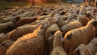 Отара овец погибла под поездом в СКО 