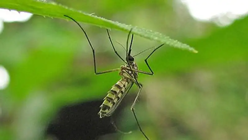 Для победы над малярией ученые предложили вакцинировать комаров