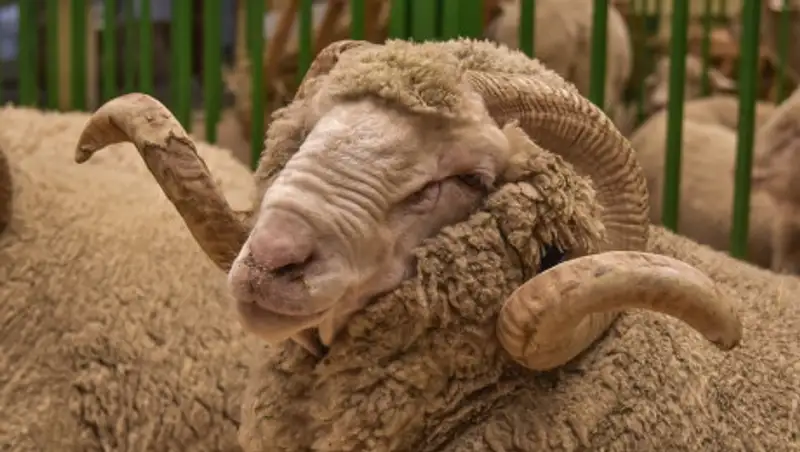 Где в Алматы можно сделать жертвоприношение на Курбан Айт