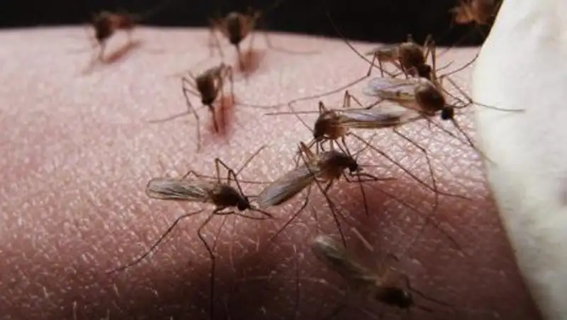 На то они и комары, чтобы вас кусать: в ЗКО объяснили неэффективную дезинфекцию