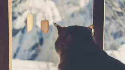 pxhere.com, фото - Новости Zakon.kz от 08.04.2021 16:35