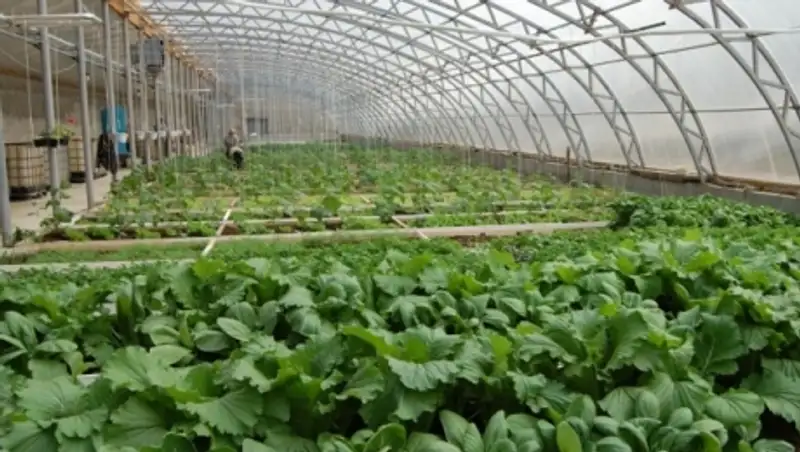 В Казахстане начнется строительство теплицы новой модификации