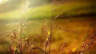 Решетория, фото - Новости Zakon.kz от 10.07.2018 09:30