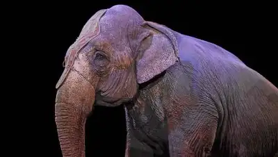 Pixabay, фото - Новости Zakon.kz от 01.10.2020 14:47