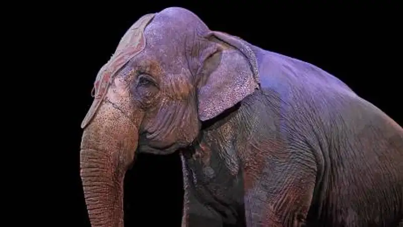 Использование диких животных в цирках запретят во Франции