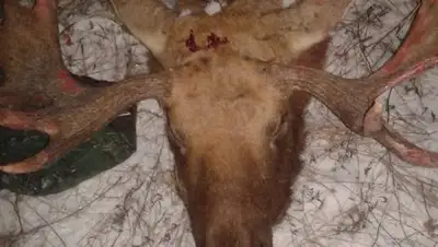 пресс-служба МСХ РК, фото - Новости Zakon.kz от 04.12.2017 19:15