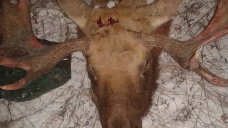 Чиновник, отвечающий за охрану природы, задержан за незаконную охоту на лося