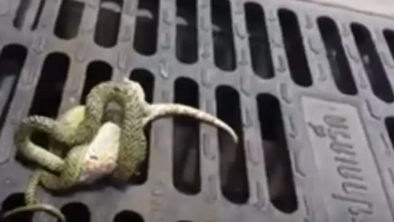 Смертельная схватка геккона и ядовитой змеи попала на видео