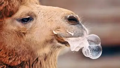 Zakon.kz, фото - Новости Zakon.kz от 06.06.2017 22:10