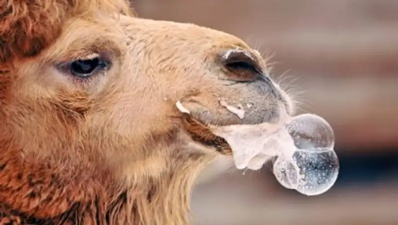 Ликуй и радуйся, народ: в Алматы появились знаки с надписью "Не плевать"