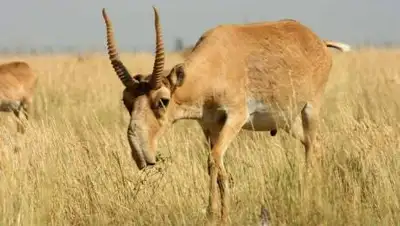 new-variant.ru, фото - Новости Zakon.kz от 12.04.2021 11:51