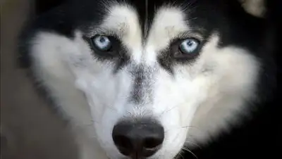 Zakon.kz, фото - Новости Zakon.kz от 01.10.2017 13:04